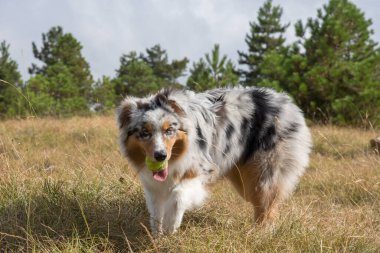 Mavi merle Avusturalya çoban köpeği İtalya 'da Liguria' da bir pitbull köpek yavrusuyla Praglia 'nın çayırına koşar ve atlar.