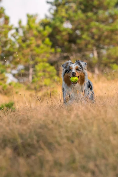 Bleu Merle Chien Berger Australien Court Saute Sur Prairie Praglia — Photo