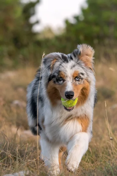 Azul Merle Perro Pastor Australiano Corre Salta Prado Praglia Con — Foto de Stock