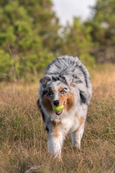 Merle Blu Cane Pastore Australiano Corre Salta Sul Prato Della — Foto Stock