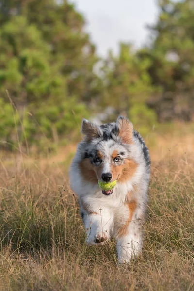 Blue Merle Australischer Schäferhund Rennt Und Springt Mit Einem Pitbull — Stockfoto