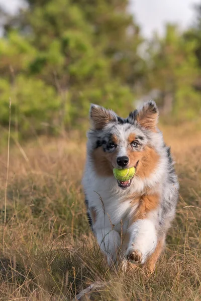 Anjing Gembala Australia Berjalan Dan Melompat Padang Rumput Praglia Dengan — Stok Foto