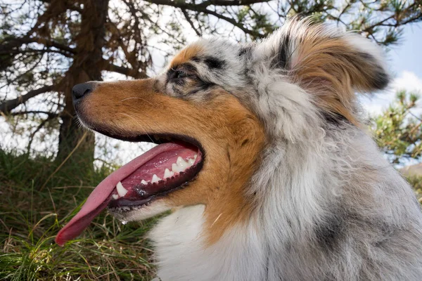 Blue Merle Australischer Schäferhund Rennt Und Springt Mit Einem Pitbull — Stockfoto