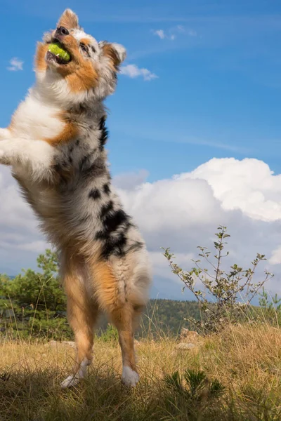 Anjing Gembala Australia Berjalan Dan Melompat Padang Rumput Praglia Dengan — Stok Foto