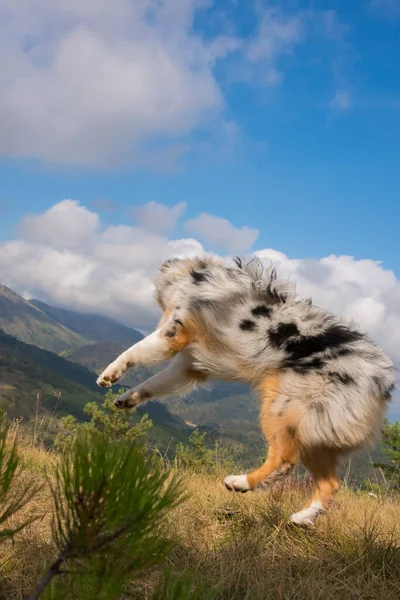 Anjing Gembala Australia Berjalan Dan Melompat Padang Rumput Praglia Dengan — Stok Foto