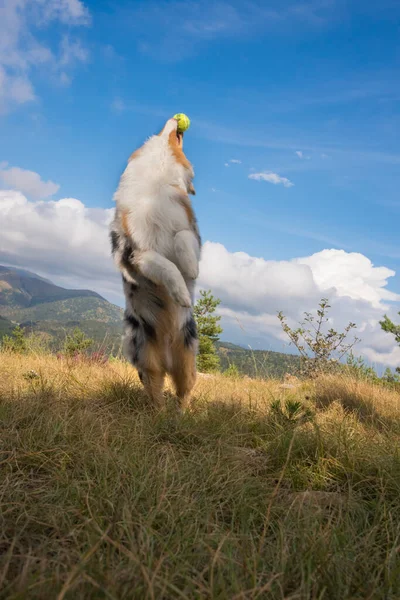 Голубой Мерл Австралийский Щенок Пастух Бегает Прыгает Луг Пралья Щенком — стоковое фото