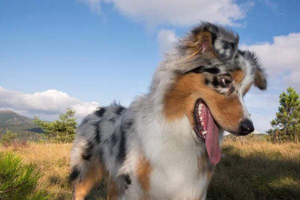 青いメルルオーストラリアの羊飼いの子犬の犬が走り イタリアのリグーリア州のピッツブル子犬の犬と一緒にPragliaの牧草地でジャンプします — ストック写真