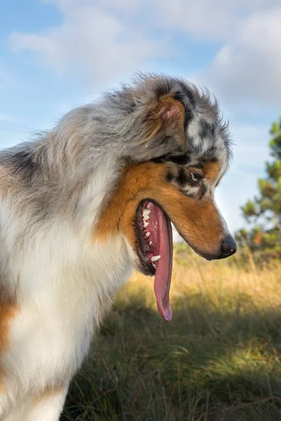 Blå Merle Australiska Herde Valp Hund Körs Och Hoppa Ängen — Stockfoto