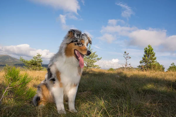 Blauwe Merle Australische Herder Puppy Rent Spring Weide Van Praglia — Stockfoto