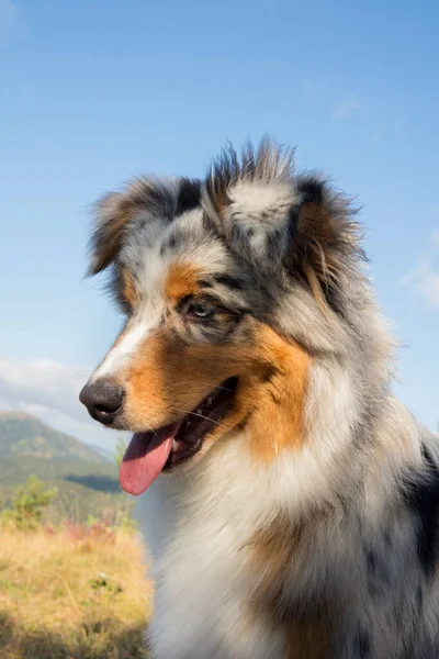 Blue Merle Australian Shepherd Puppy Dog Runs Jump Meadow Praglia — Stock Photo, Image