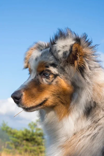 Blue Merle Australian Shepherd Puppy Dog Runs Jump Meadow Praglia — Stock Photo, Image