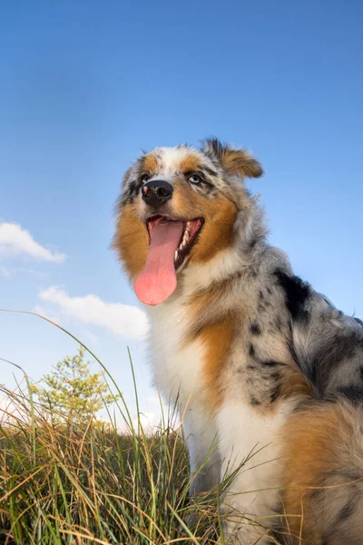 Blue Merle Australian Shepherd Puppy Dog Runs Jump Meadow Praglia — Stock Photo, Image