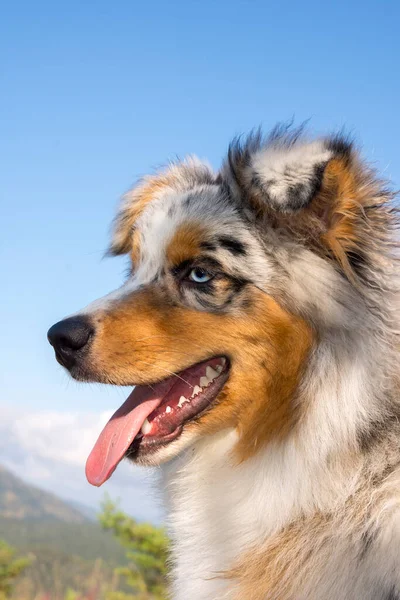 Blue Merle Australischer Schäferhund Rennt Und Springt Mit Einem Pitbull — Stockfoto