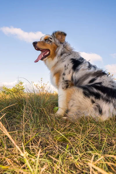 Azul Merle Perro Pastor Australiano Corre Salta Prado Praglia Con — Foto de Stock