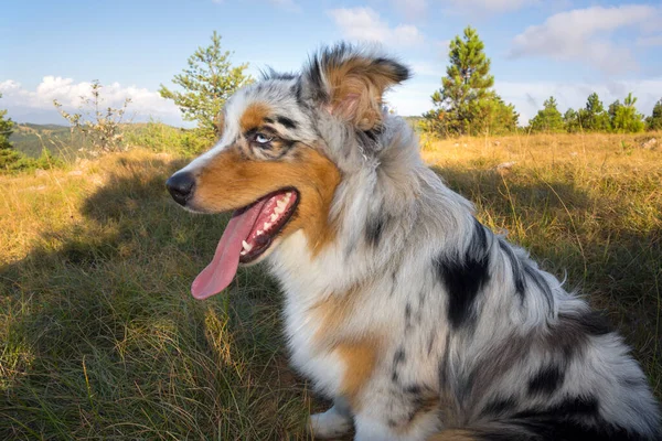 Azul Merle Cão Cão Pastor Australiano Corre Pular Prado Praglia — Fotografia de Stock