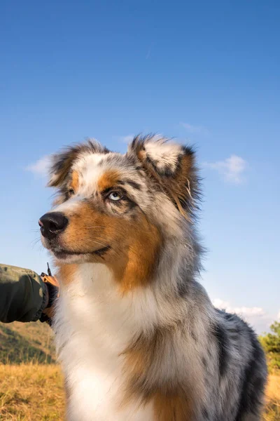 Mavi Merle Avusturalya Çoban Köpeği Talya Liguria Bir Pitbull Köpek — Stok fotoğraf