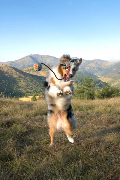 青いメルルオーストラリアの羊飼いの子犬の犬が走り イタリアのリグーリア州のピッツブル子犬の犬と一緒にPragliaの牧草地でジャンプします — ストック写真