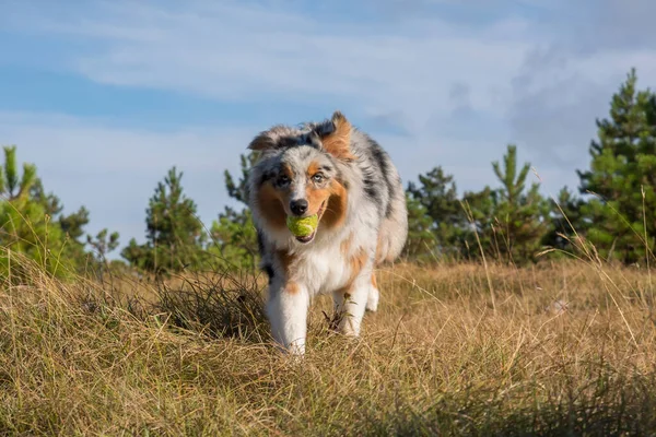 在意大利利古里亚 澳大利亚牧羊犬与一只斗牛犬在草原上奔跑跳跃 图库图片