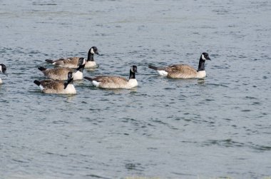 Wyoming 'deki Yellowstone Ulusal Parkı' ndaki Lamar Vadisi 'ndeki Kanada kazları. 
