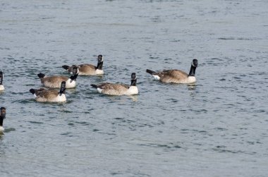 Wyoming 'deki Yellowstone Ulusal Parkı' ndaki Lamar Vadisi 'ndeki Kanada kazları. 