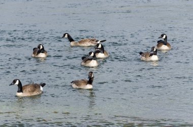 Wyoming 'deki Yellowstone Ulusal Parkı' ndaki Lamar Vadisi 'ndeki Kanada kazları. 