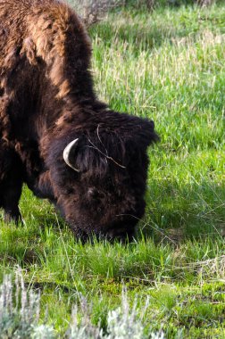 bizon Wyoming Yellowstone Milli Parkı'nda kürk değiştirmek