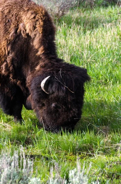 野牛在怀俄明州黄石国家公园更换毛皮 — 图库照片
