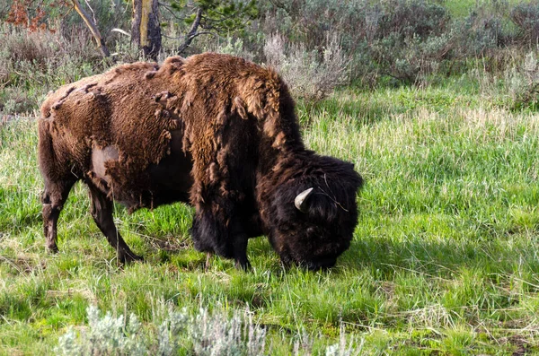 Bison Change Fur Yellowstone National Park Wyoming — Stock Photo, Image