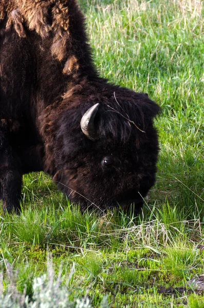 Bison Change Fur Yellowstone National Park Wyoming — Stock Photo, Image