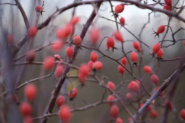 Sonbaharın sonlarında tarlada Rosehip. 