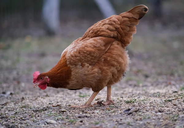 Ένα κοντινό πλάνο ενός μεγάλου κόκκινου κοτόπουλου.. — Φωτογραφία Αρχείου