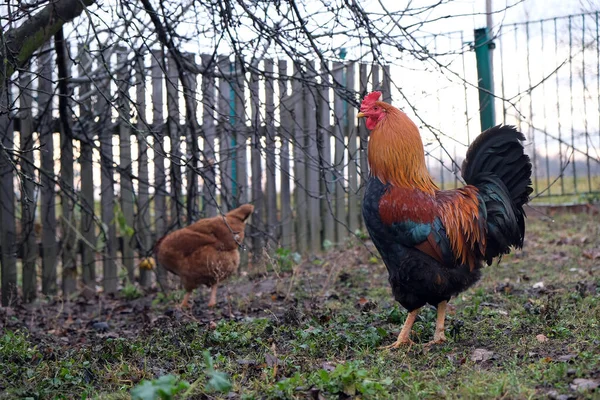 나무 울타리 뒤에 정원에 닭 이 있는 붉은 수탉. — 스톡 사진