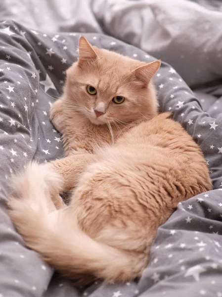 Fluffy ginger cat on a gray bedspread. — Stock Photo, Image