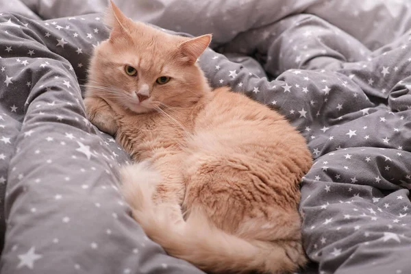 Chat roux moelleux sur un couvre-lit gris. — Photo