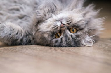 Yumuşak gri kedi, yakın plan..