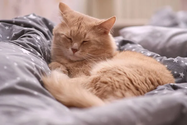 Chat roux moelleux sur un couvre-lit gris. — Photo