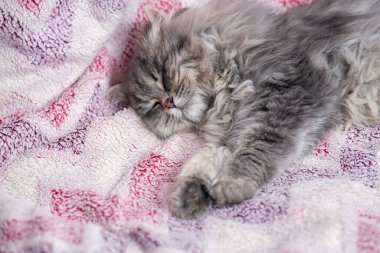 Yumuşak gri kedi, yakın plan..