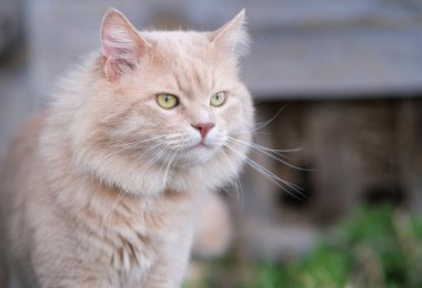 Bahçede dolaşan kırmızı bir kedi var..