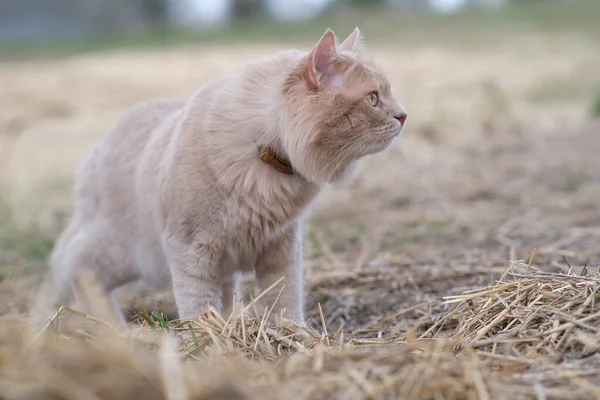 一只红猫在院子里徘徊. — 图库照片