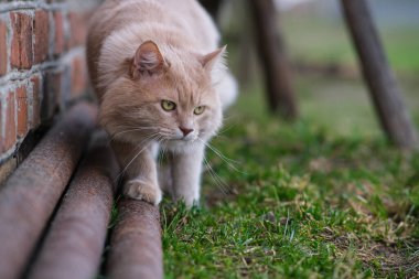 Bahçede dolaşan kırmızı bir kedi var..