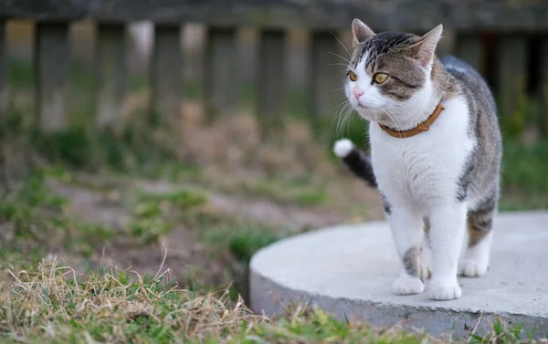 Eine Katze läuft im Hof. — Stockfoto