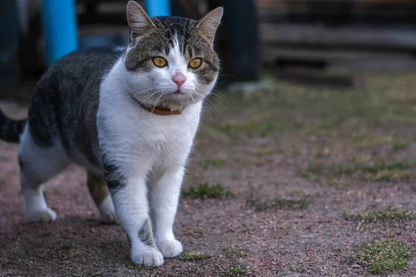 Eine Katze läuft im Hof. — Stockfoto