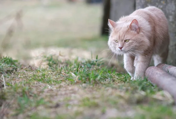 Eine rote Katze irrt durch den Hof. — Stockfoto