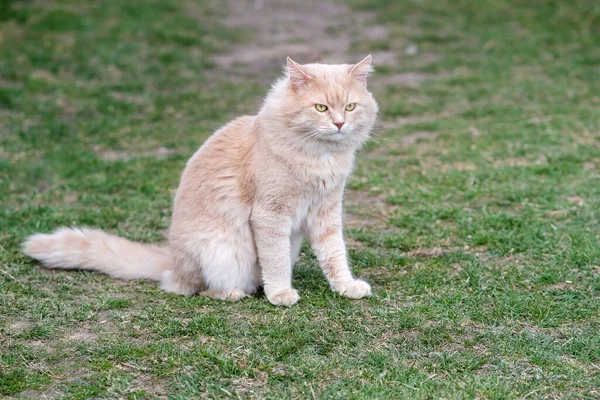 Eine rote Katze irrt durch den Hof. — Stockfoto