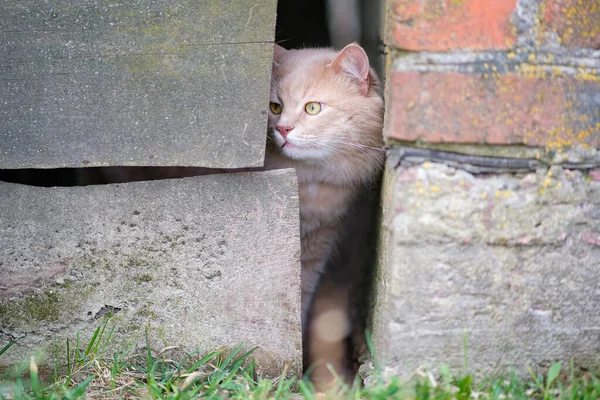 Μια κόκκινη γάτα περιπλανιέται στην αυλή.. — Φωτογραφία Αρχείου