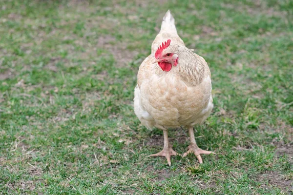 İki beyaz tavuk dökülen yapraklarda kürek çekiyor.. 