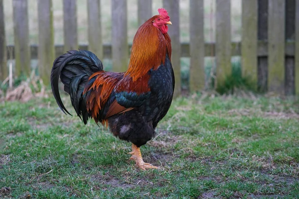 A red and black rooster walks in the garden. — Stock Photo, Image