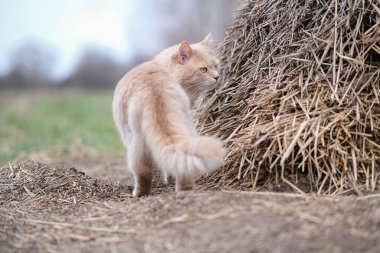 Bahçede alışılmadık renkte tüylü bir kedi dolaşıyor..
