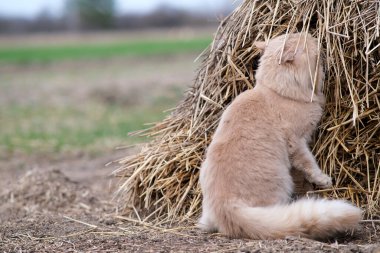 Bahçede alışılmadık renkte tüylü bir kedi dolaşıyor..