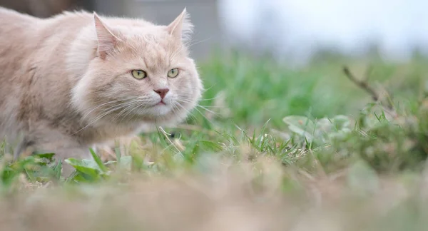 Un gato esponjoso de un color inusual deambula en el patio. — Foto de Stock